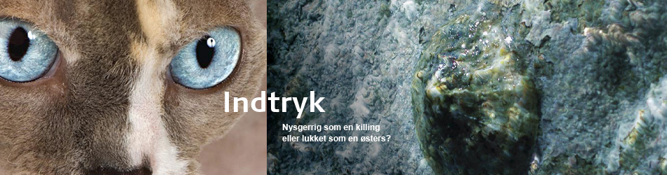 Indtryk. Nysgerrig som en killing eller lukket som en østers?